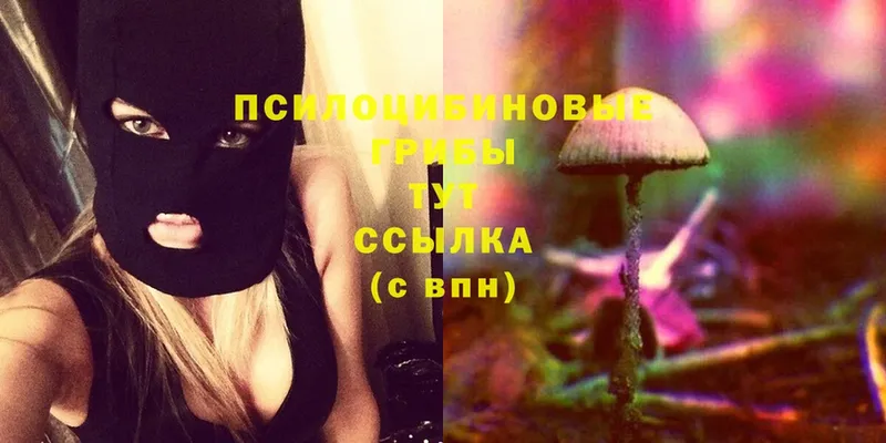 Псилоцибиновые грибы Psilocybine cubensis  Гудермес 